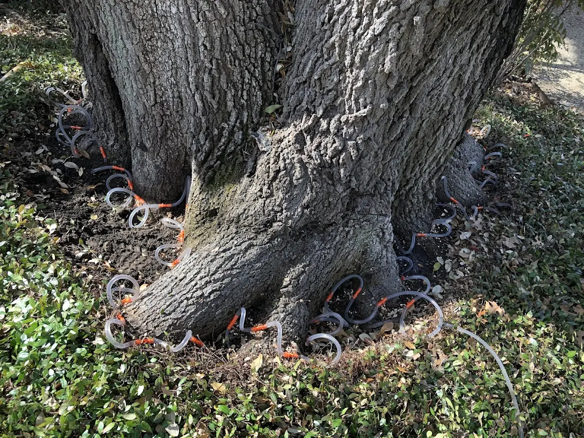 Detailed Tree Cabling and Bracing job site in Briggsdale