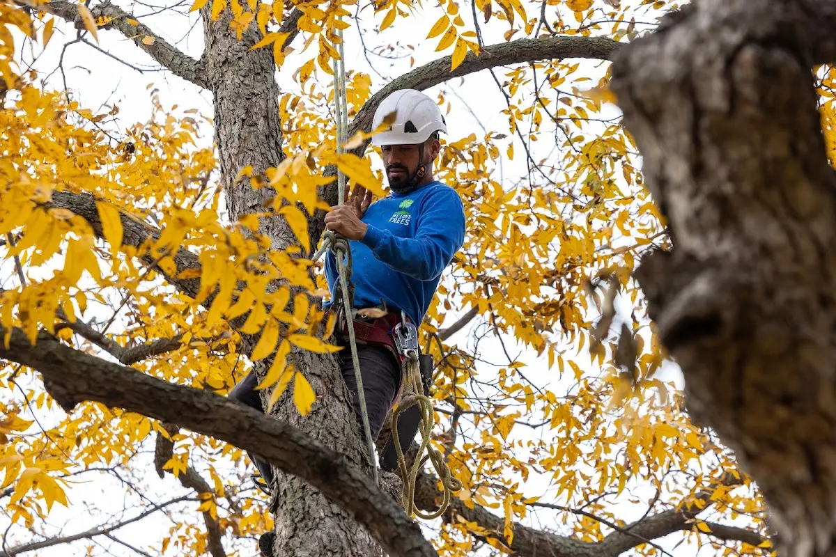 Skilled Storm Damage Cleanup crew working in Briggsdale