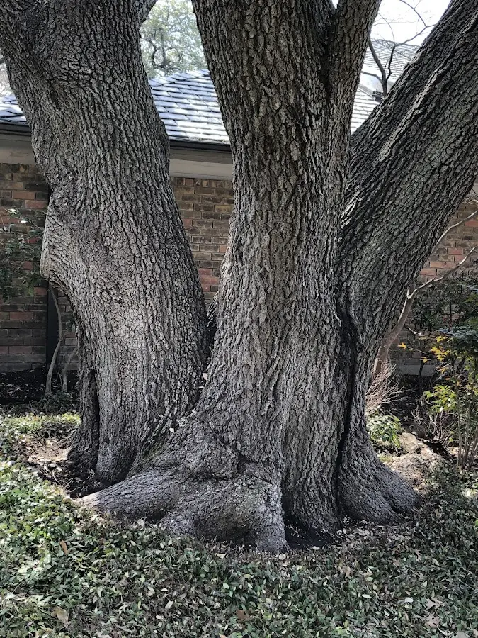 Mature heritage tree close to a Briggsdale property cared for by certified arborists